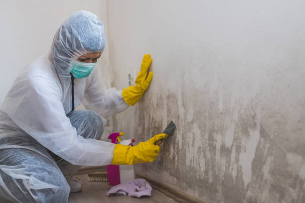 Mold Testing and Removal in Riesel, TX
