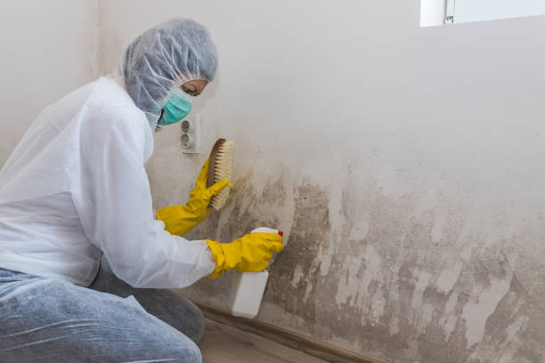 Best Same-Day Mold Removal  in Riesel, TX