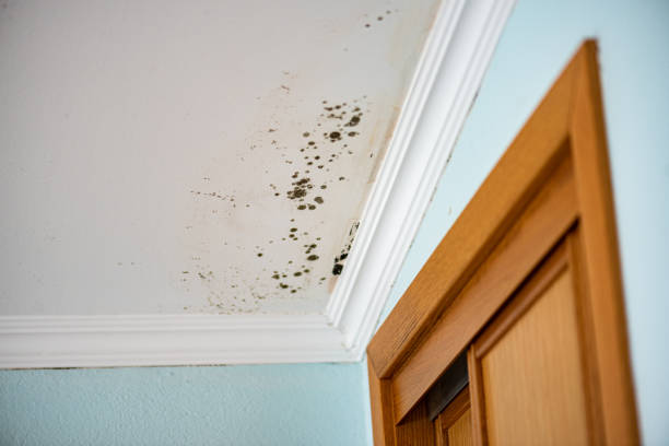 Best Mold Testing and Removal  in Riesel, TX