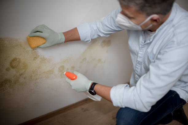 Best Attic Mold Removal  in Riesel, TX